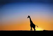 giraffe 1999x1333 wallpaper Art HD Wallpaper